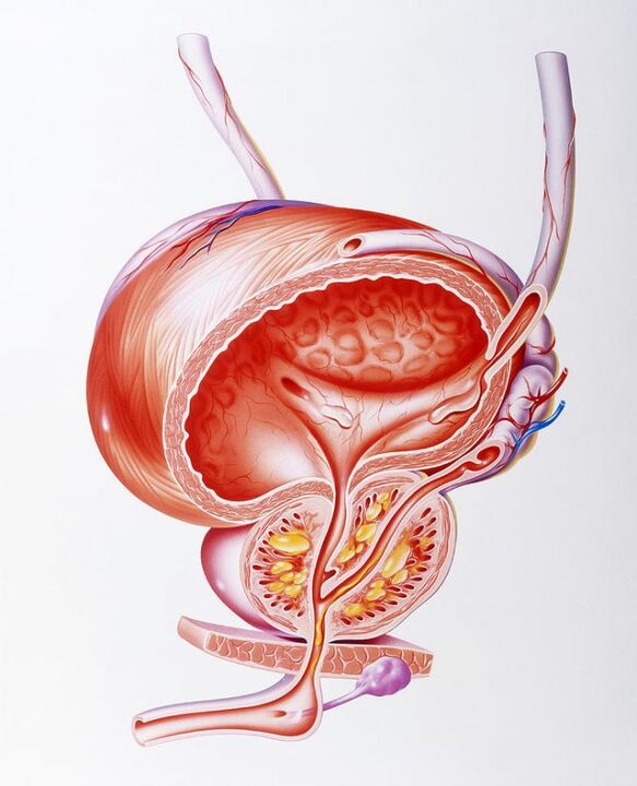 Ефектът на капсулите Prostaline върху простатата